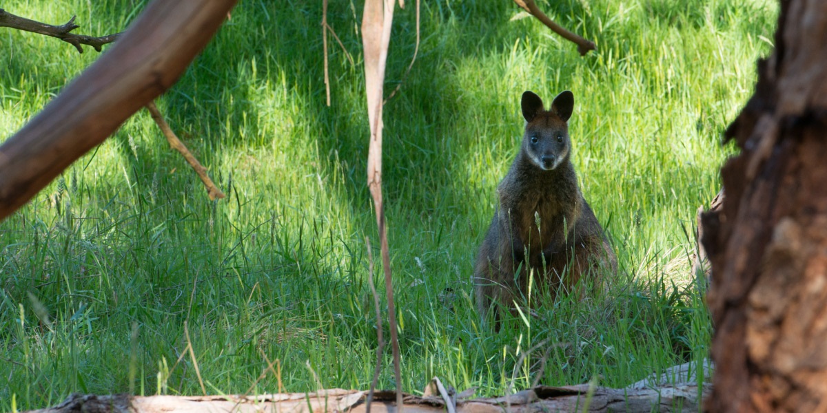 A small wallaby sits in between native Australian flora.