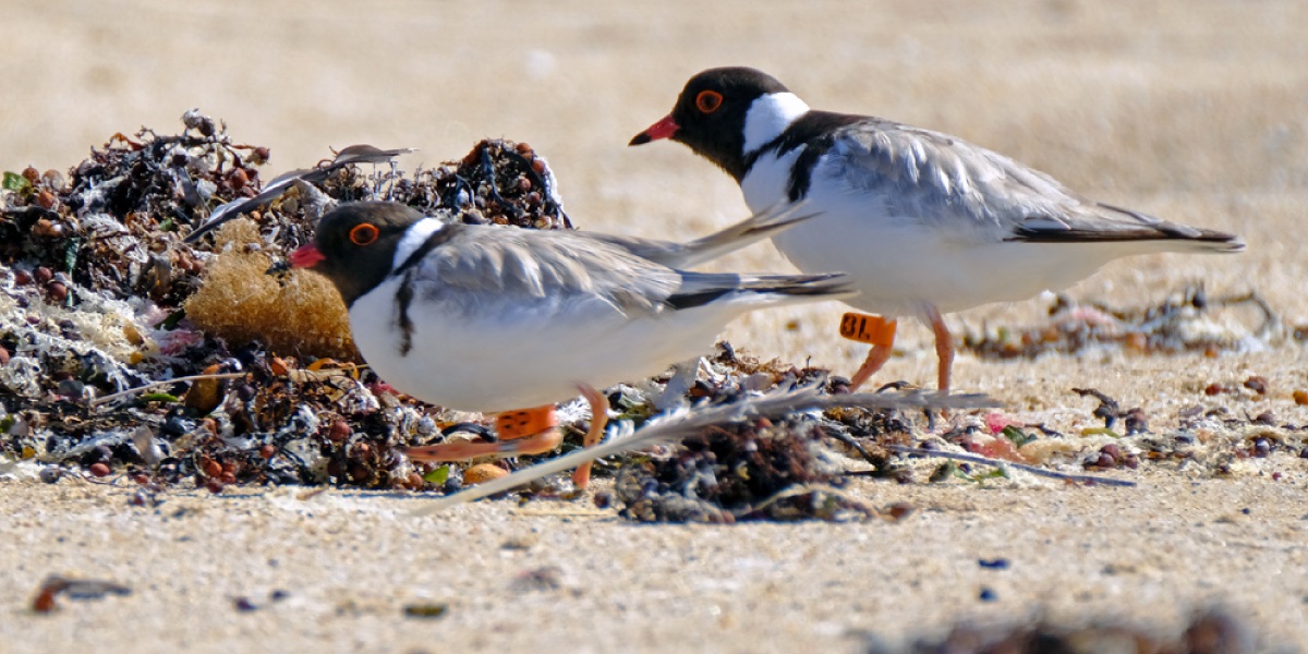 A pair of Hooded Plovers walking past a pile of seaweed on the beach.