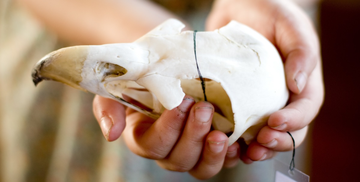 A child holds a large bird skull in both hands, attached to the skull is a laminated letter P, tied on with black string.