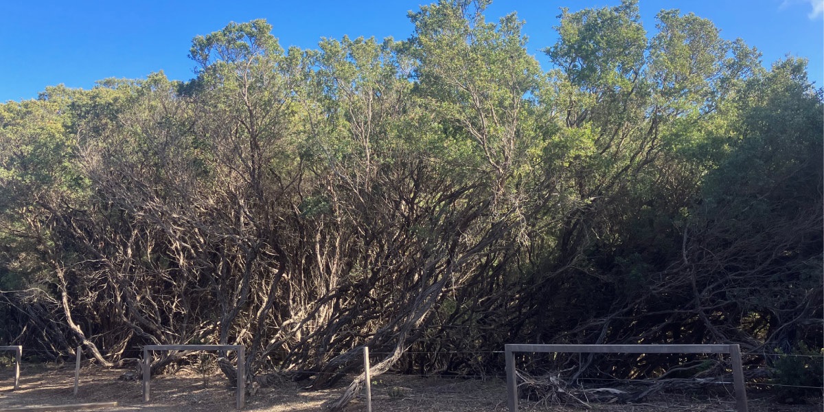 Lorne Coast Tea Tree Removal Program