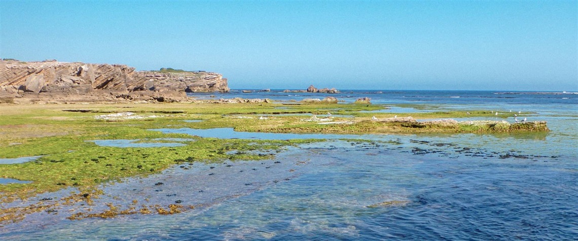 Merri-Marine-Sanctuary_1920x800.jpg