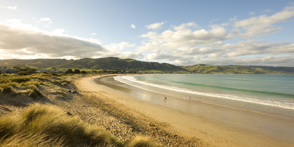 Landscape view of Apollo Bay beach. To the left are sand dunes dotted with green tufts of sea grass, in the centre a long stretch of sand, and to the right the blue water.