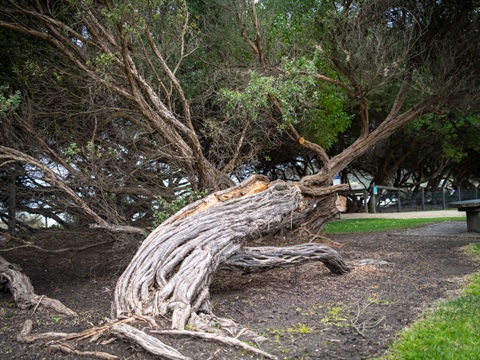 CoastalTeaTree_Lorne.jpg