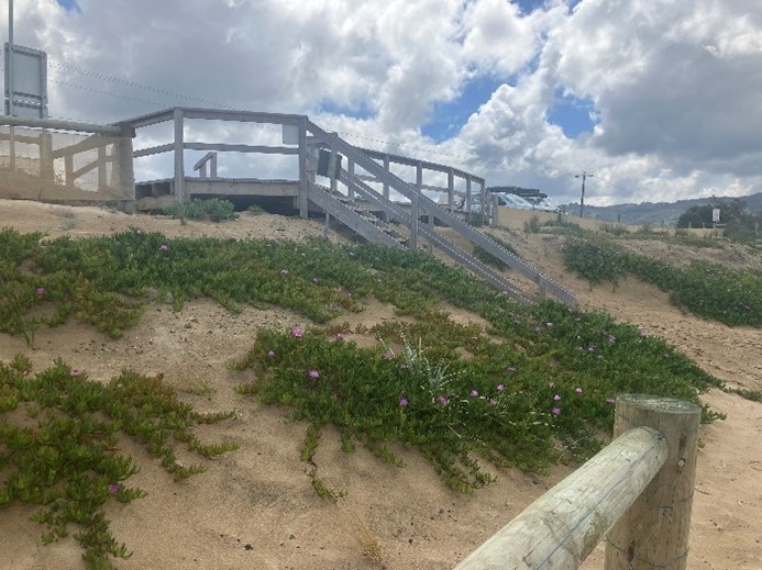 2022 Revegetation at Ocean Park Drive access.jpg