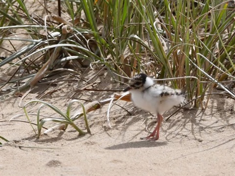 ChicksOnTheBeach_Feb23.jpg