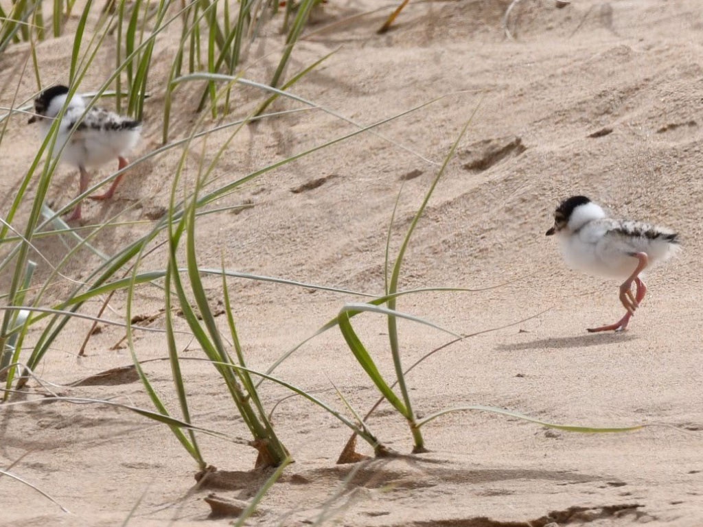 ChicksOnTheBeach_Feb23_1.jpg
