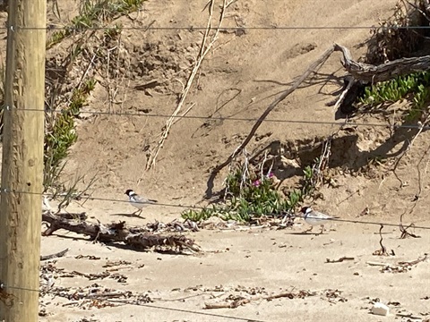 Corangamite CMAs Coastal Management Grants