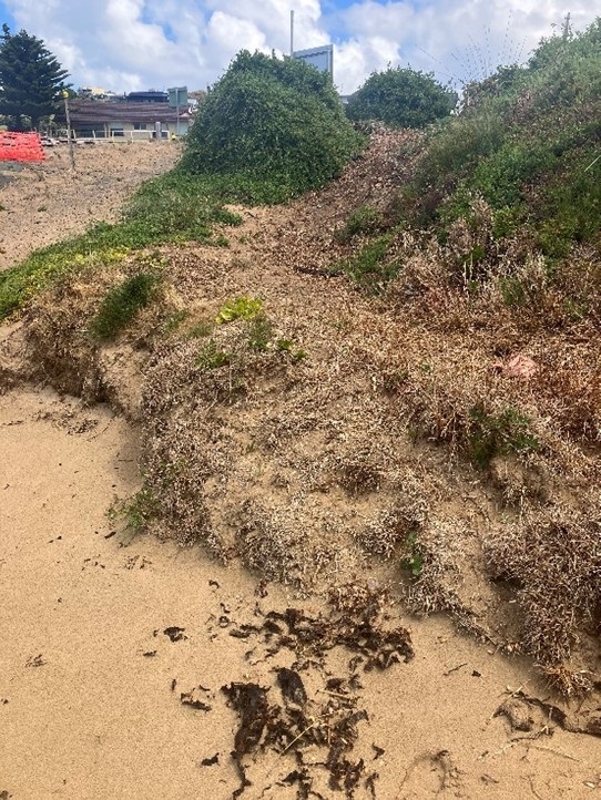 Damage caused by improper beach access.jpg