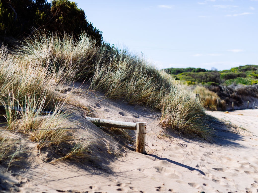 Dune_WSL-Lynch.jpg