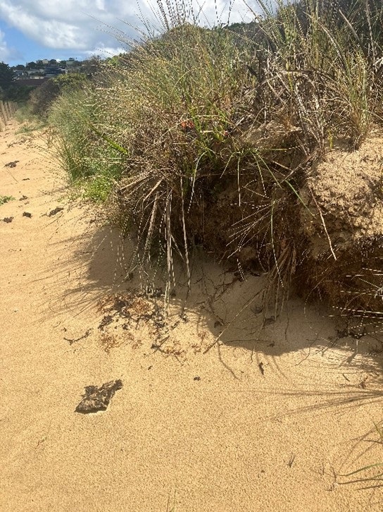 Erosion Present without incipient dune species.jpg