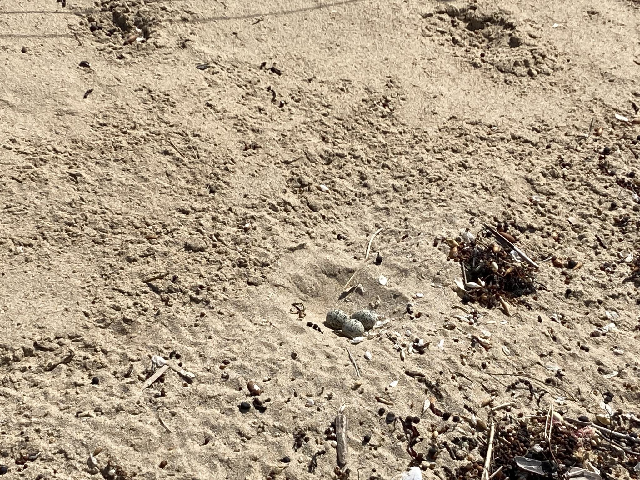 MicrosoftTeams-image (1).png