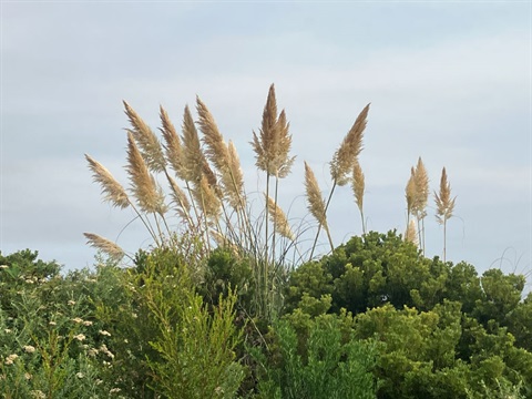 Pampas-Grass_1.jpg
