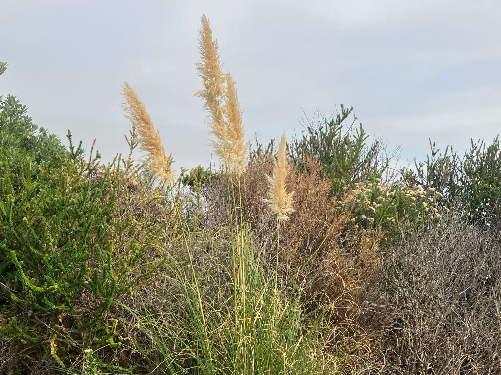 Pampas-Grass_2.jpg