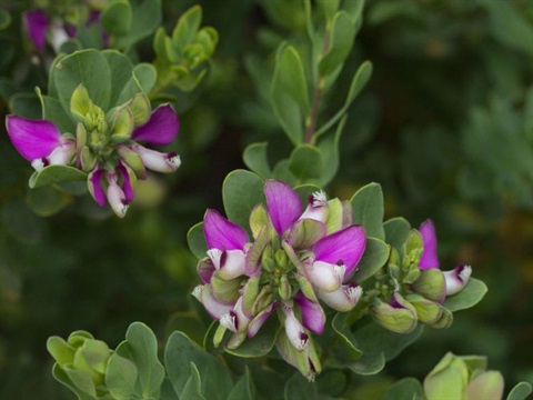 Polygala-myrtifolia-1.jpg