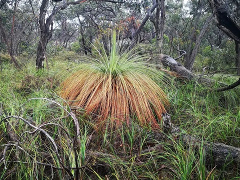 Restoring Dieback infected areas of bushland