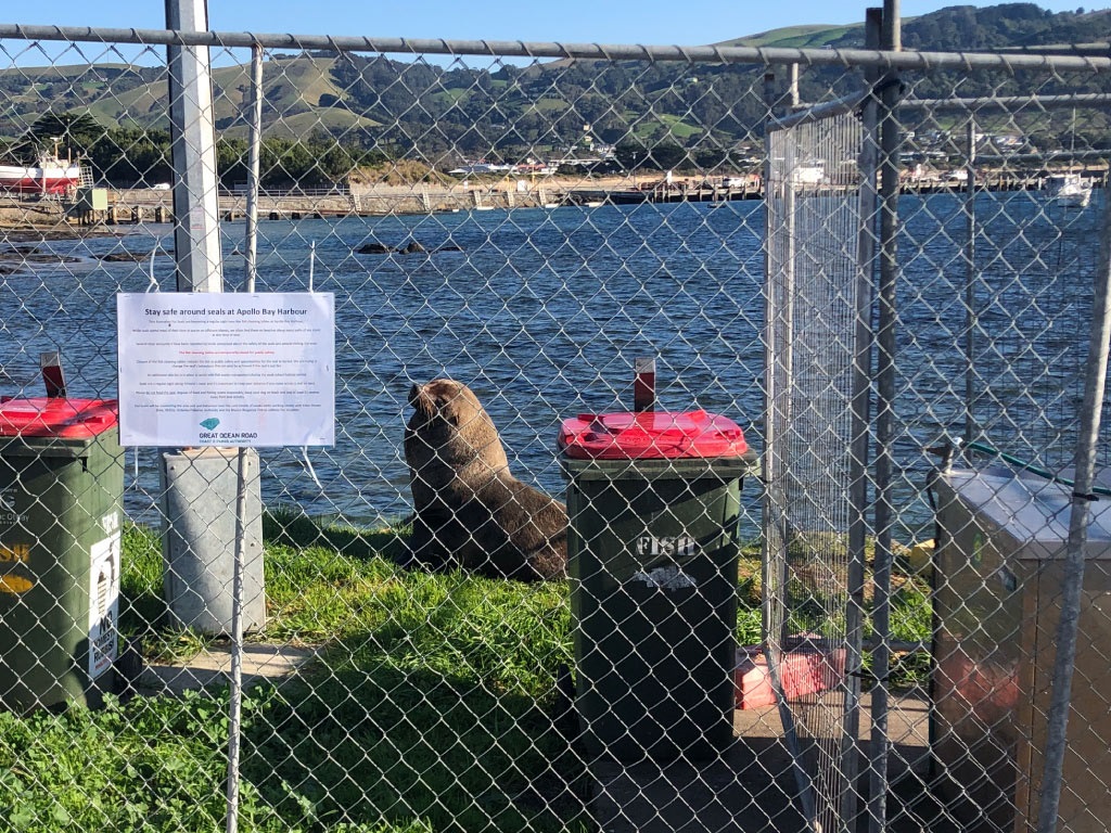 Seal_ApolloBay-2.jpg