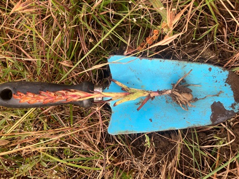 South African Weed Orchid (Disa-bracteata)