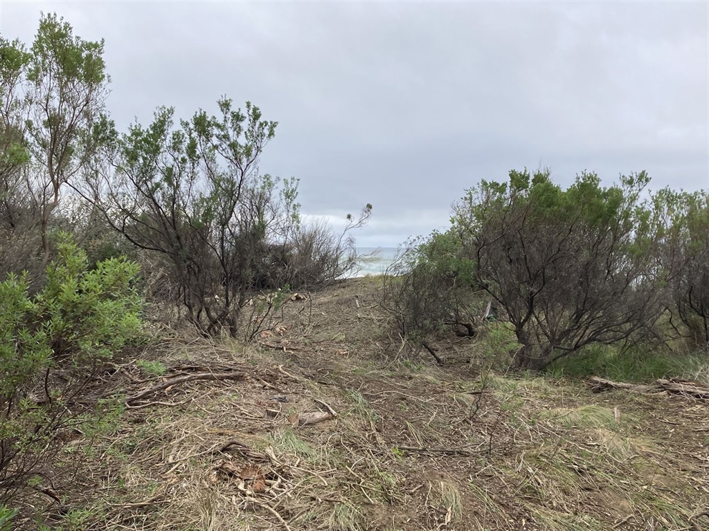 Weeds removed from Apollo Bay.jpg