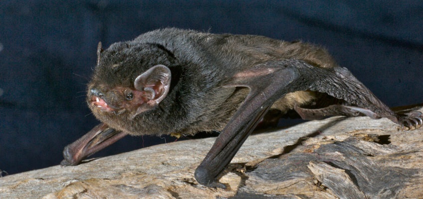 AAB_0081_Goulds-Wattled-Bat-2-848x400.jpg