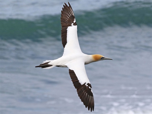 Australasian Gannet.jpg