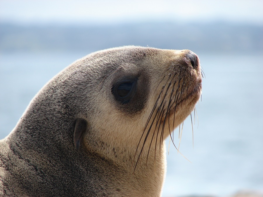AustralianFurSeal.jpg