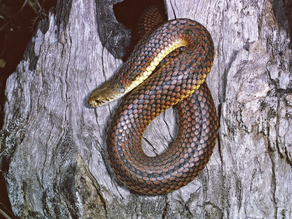 CopperheadSnake.jpg