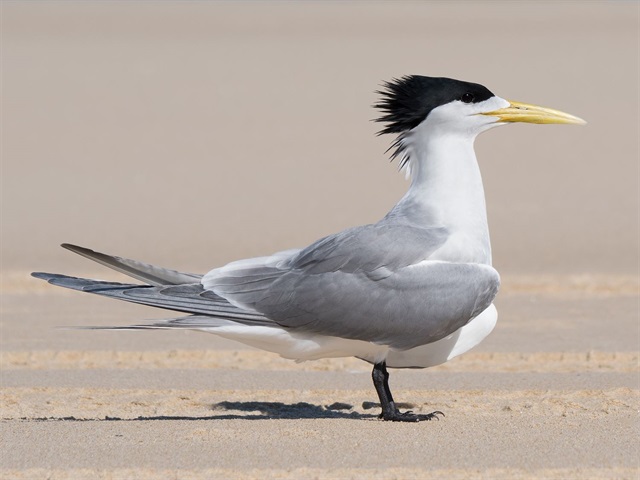 Crested Tern.jpg