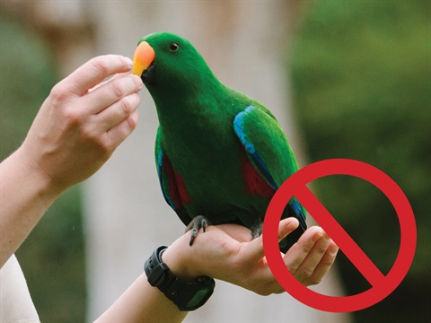 Do not feed the wildlife