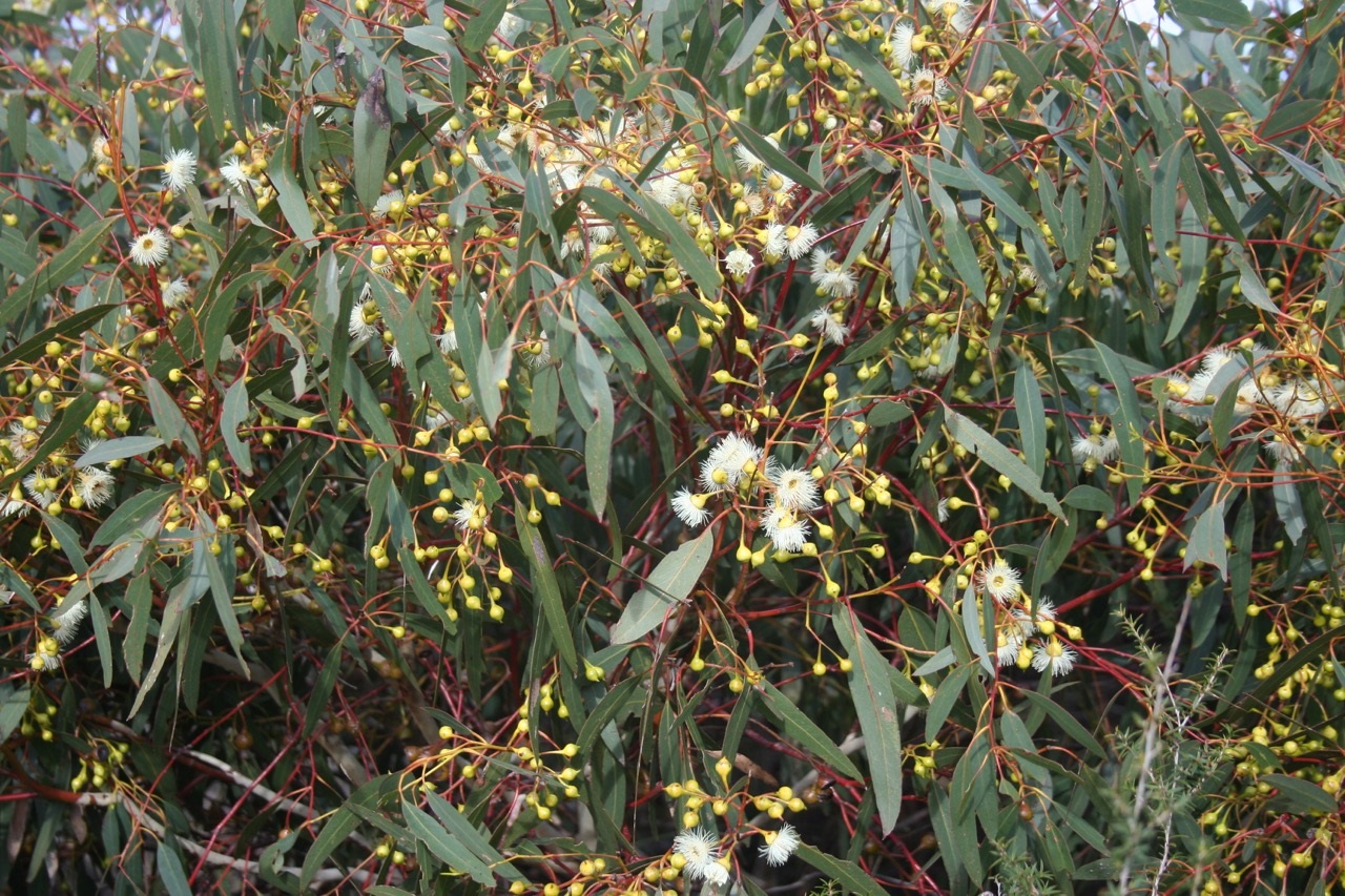 Eucalyptus_leucoxylon_ssp._bellarinensis9.jpg