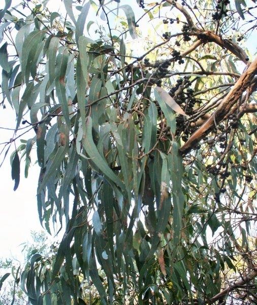 Eucalyptus_littoralis_2.jpg