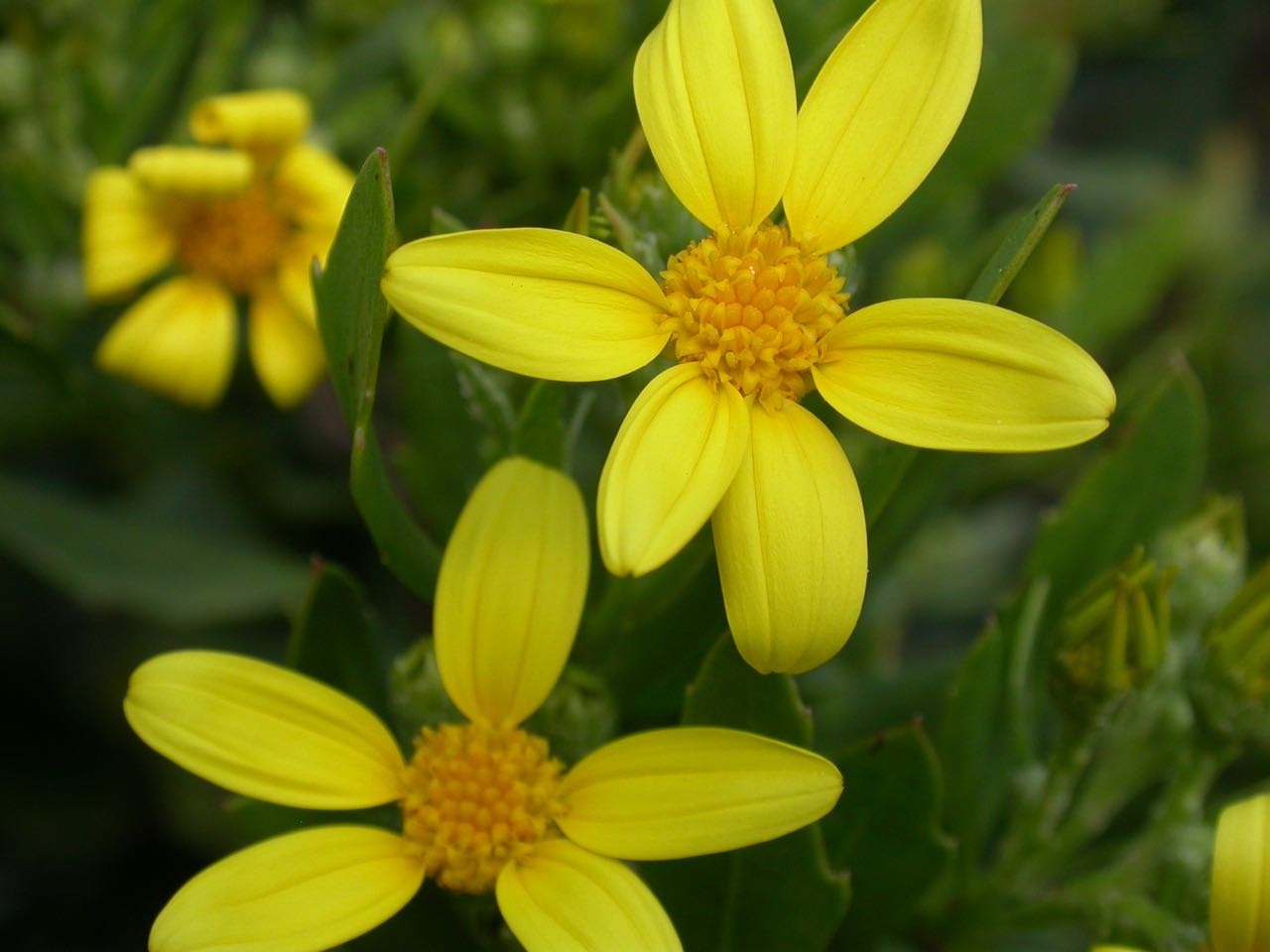 Flowers_close_WGk6Cp8.jpg