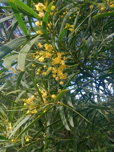 Coast Wirilda (Acacia uncifolia)