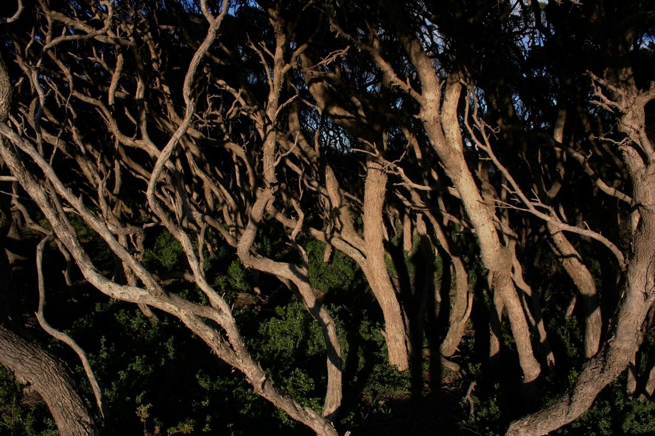 Melaleuca_lanceolata.jpg