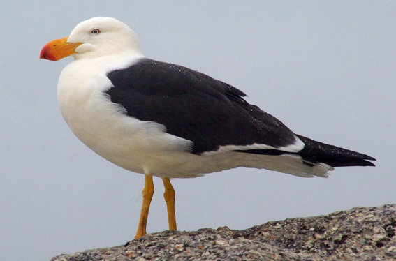 Pacific_Gull_2.jpg