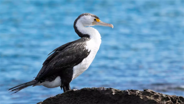 PiedCormorant.png