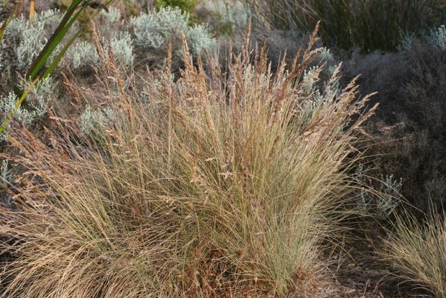 Poa_poiformis.jpg
