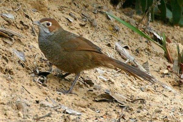 Rufous Bristlebird 600 Bob McPherson.jpg