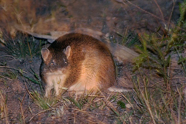 souther brown bandicoot 2 annette rypalski.jpg