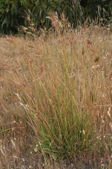 Themeda_triandra_tussock2.jpg