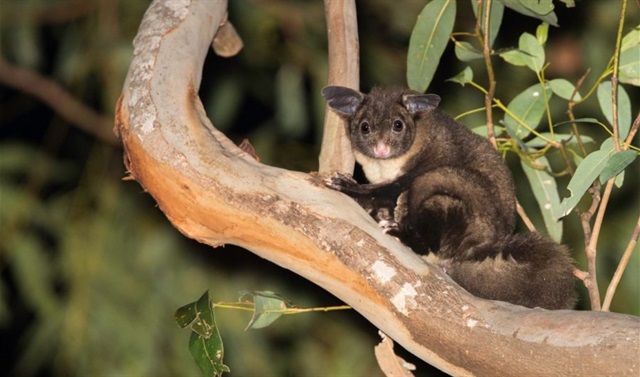 yellow-bellied-glider-900x529.jpg