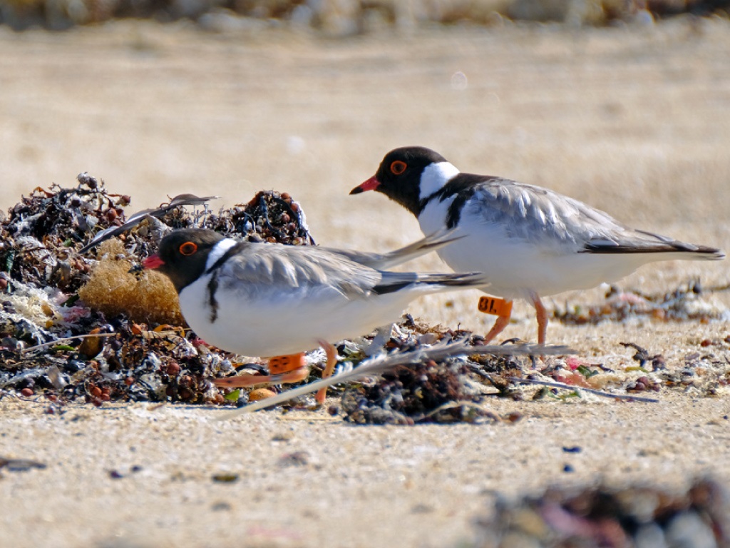 A pair of Hooded Plovers walking past a pile of seaweed on the beach.