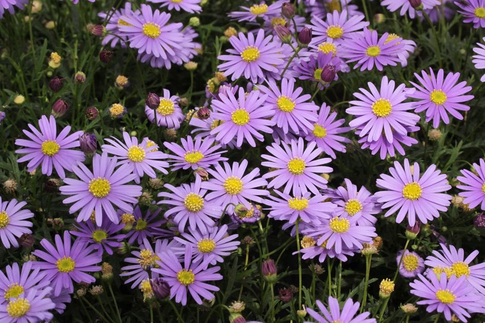 Purple-Cut-Leaf-Daisy-1.jpg