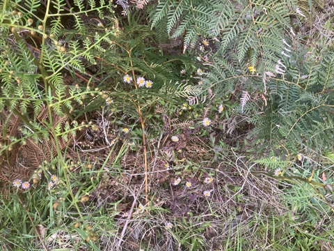 Seaside daisy in veg.jpg