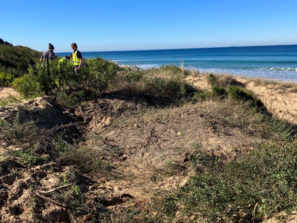 Iona College Coast Guardians program removed a large pile of weeds.