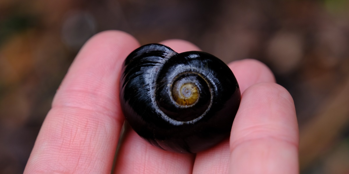 The Otway Biofest - Otway snail