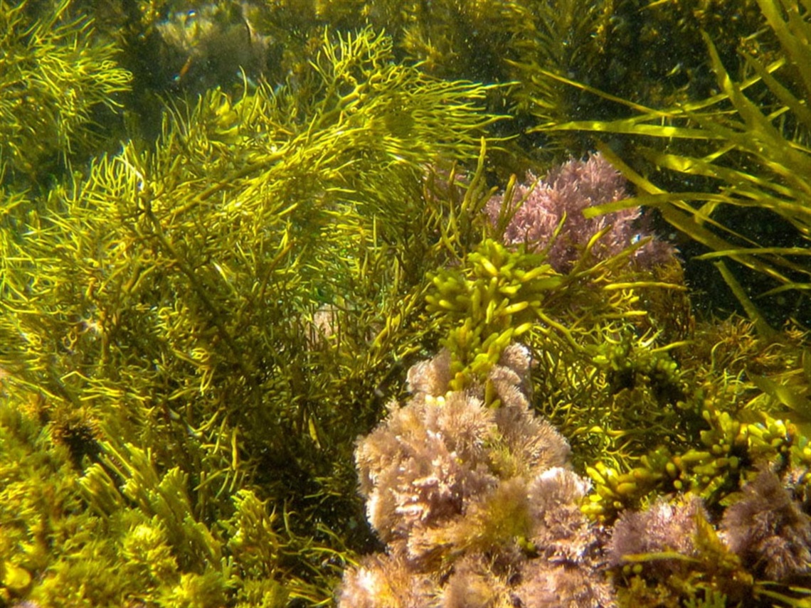 Marengo-Reefs-Marine-Sanctuary.jpg