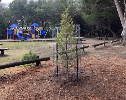 Cypress 2 - Copy.jpg