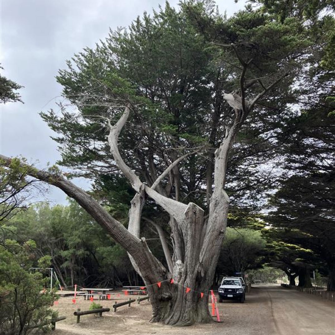Lorne-Tree-Removal-2.jpg