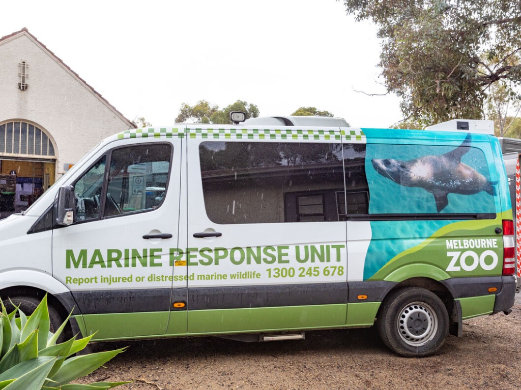 MarineRescue_ZoosVic.jpg