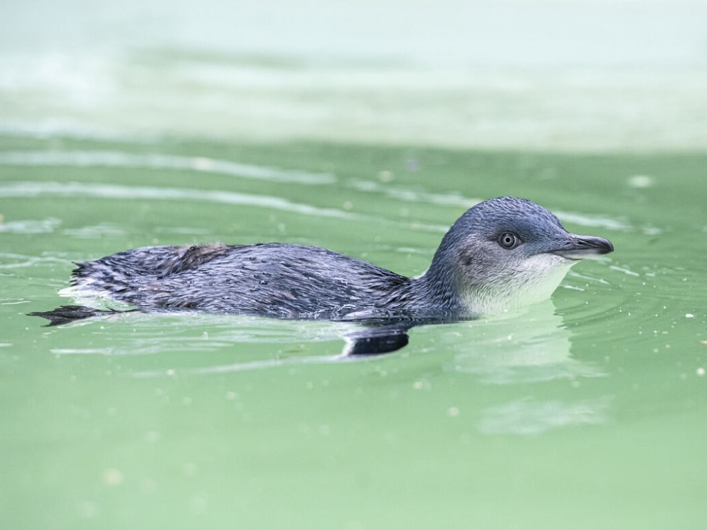 Penguin_ZoosVic.jpg